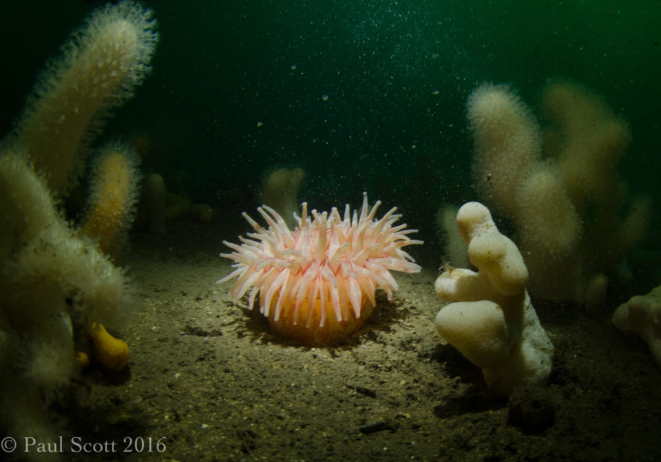 Horseman anemone - Urticina eques