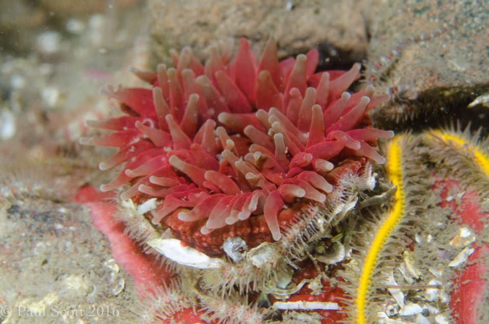 Urticina felina Dahlia anemone Bass Rock