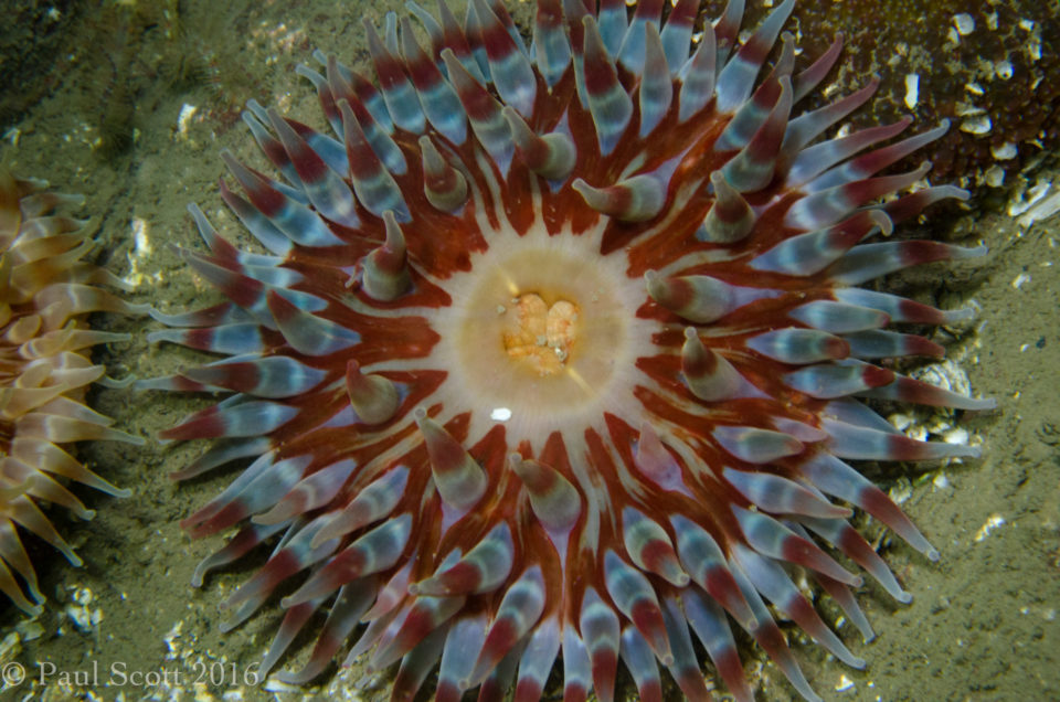 Urticina felina Dahlia anemone Bass Rock
