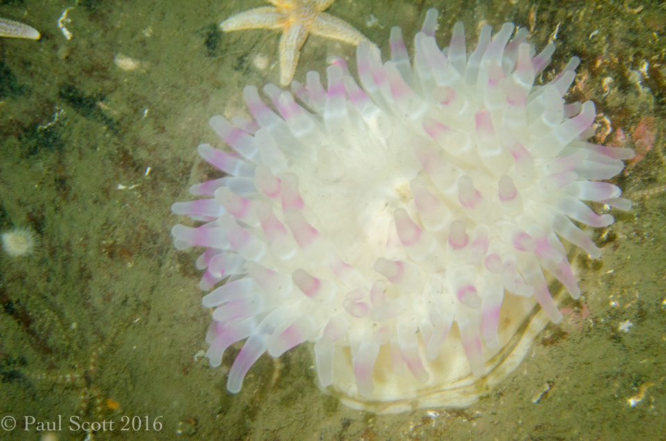 Urticina eques Horseman anemone 
