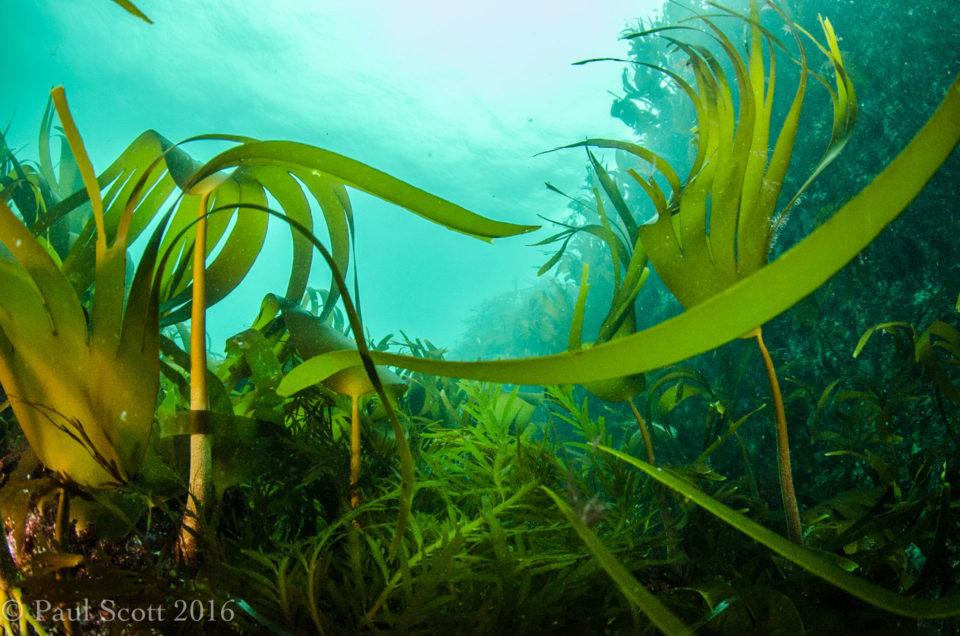 Forest kelp - Laminaria hyperborea
