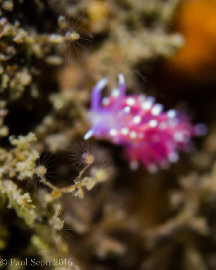 Nudibranch - Violet Sea Slug Flabella pedata