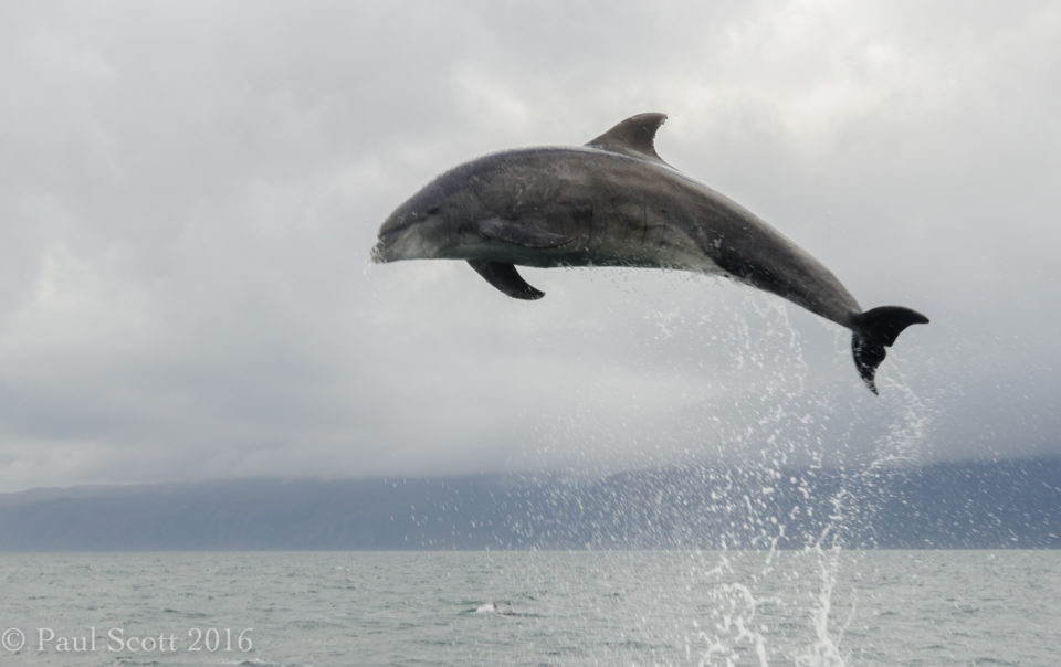 Bottlenose Dolphin Breaching 