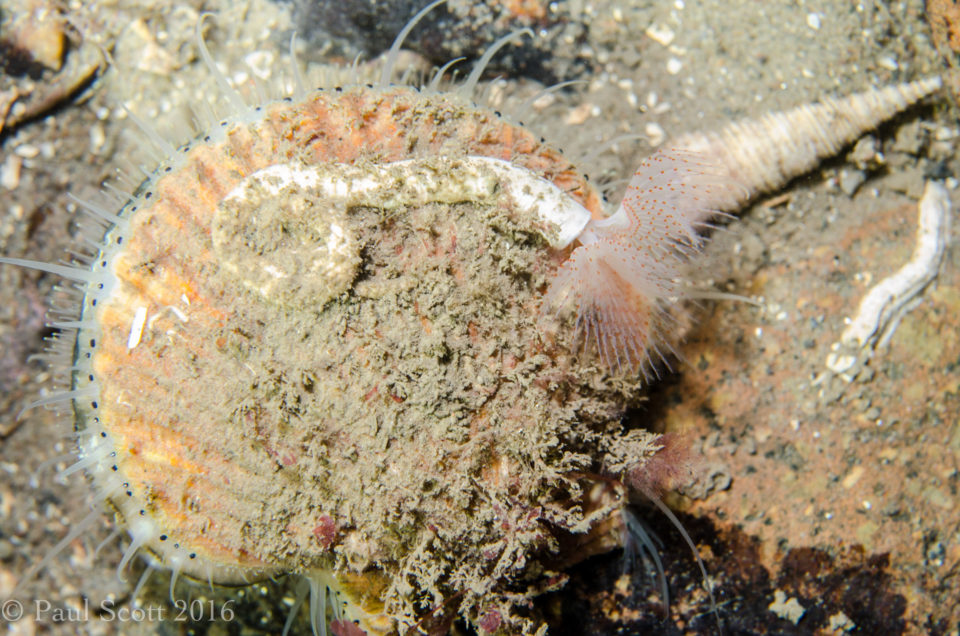 Queen Scallop and Peacock Worm