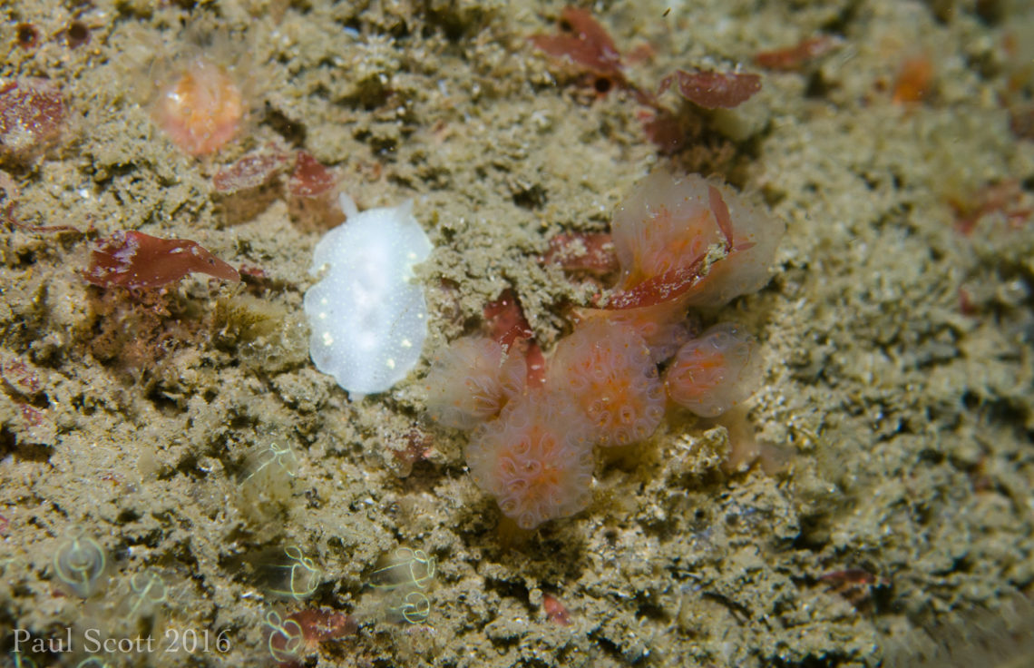 Cadlina laevis - Sea Slug