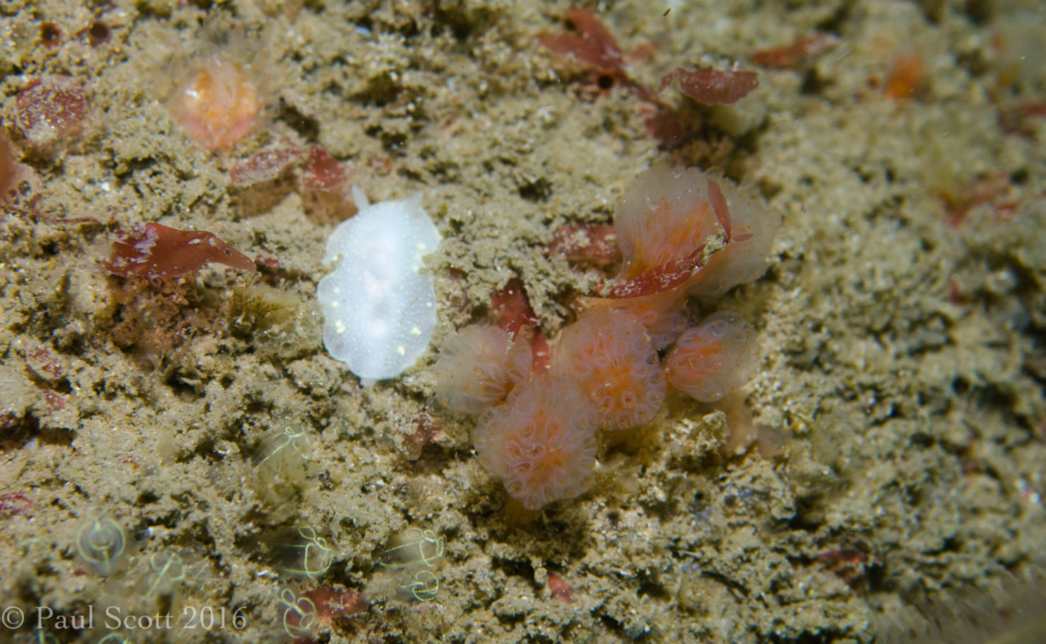 Cadlina laevis - Sea Slug