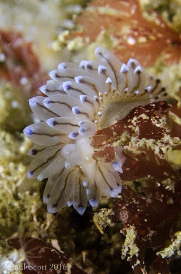 Crystal Sea Slug - Janolus cristatus