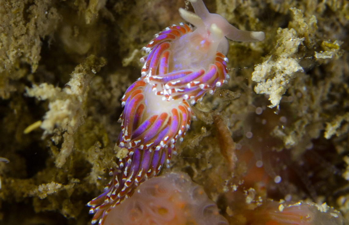 Sea Slug - Facelina auriculata Foul Ground Portstewart Northern Ireland