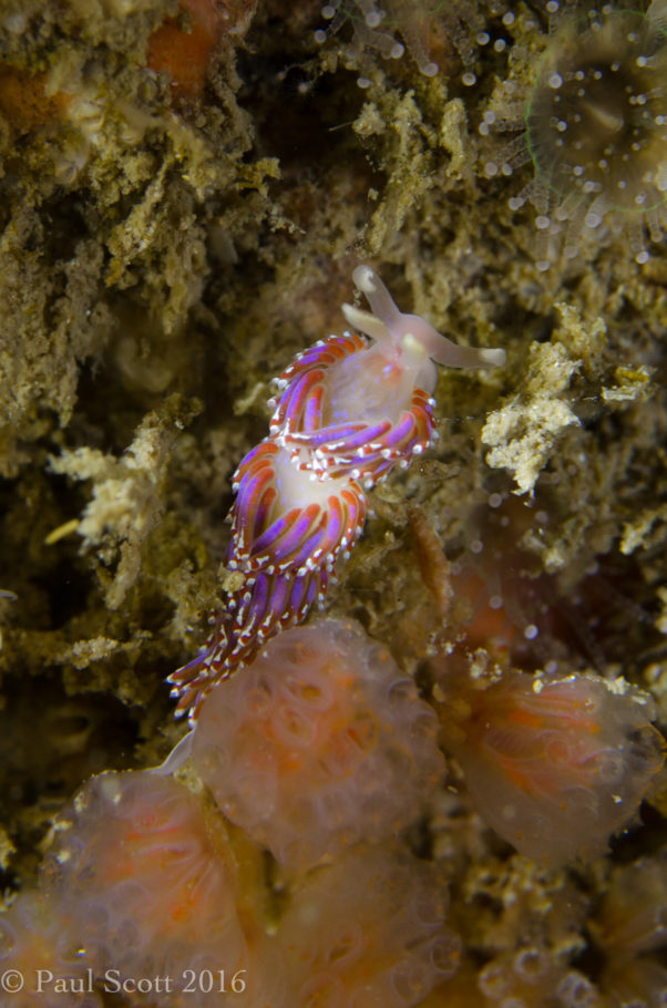 Sea Slug - Facelina auriculata