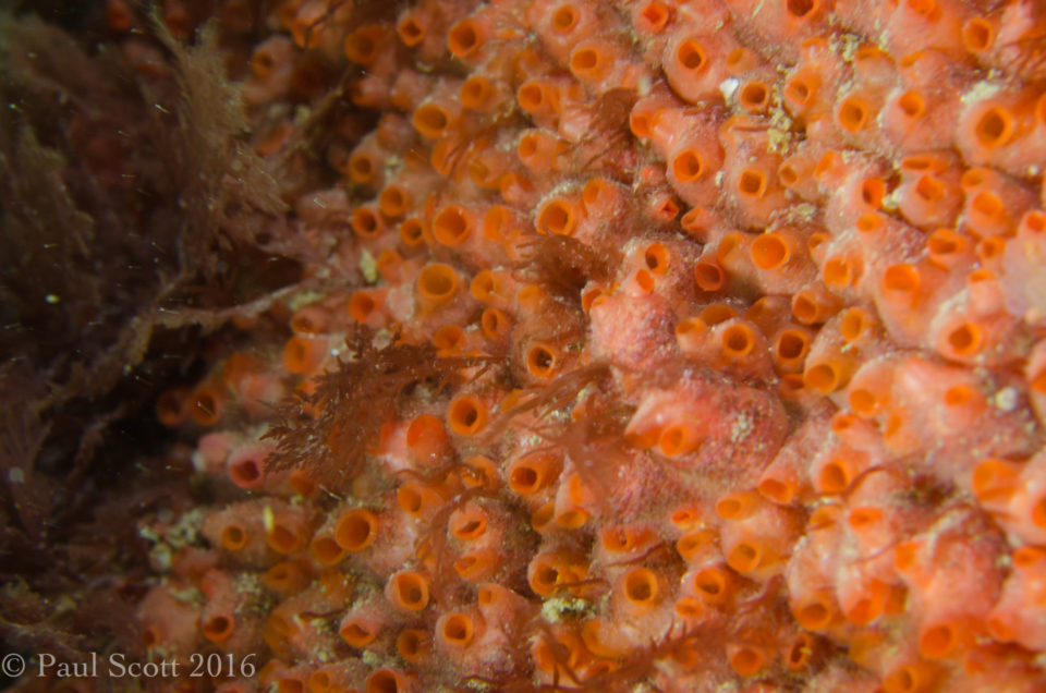 Gooseberry sea squirts