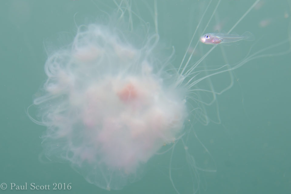 Juvenile fish seeking protection in Jellyfish's Stinging tentacles