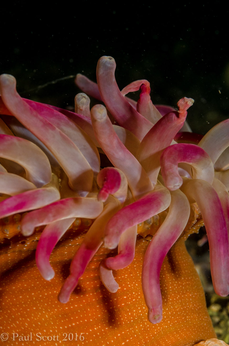 Horseman anemone, Urticina eques