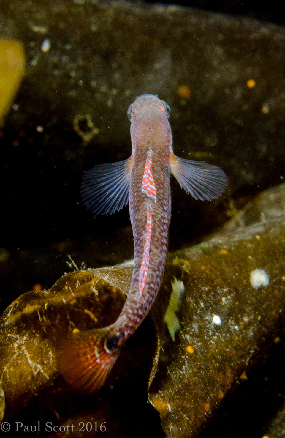 Two Spotted Goby - Gobiusculus flavescens