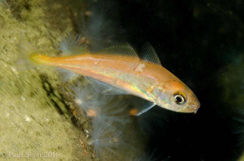 Trisopterus minutus - Poor Cod