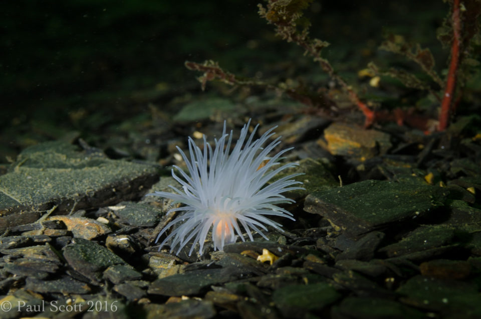 Sealoch anemone - Protanthea simplex