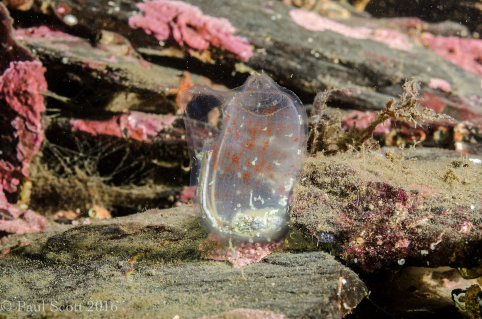 Sea Squirt - Ascidiella scabra
