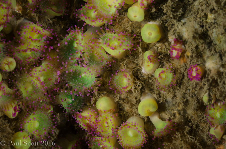 Jewel anemones - Corynactis viridis