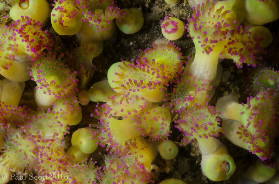 Jewel anemones - Corynactis viridis