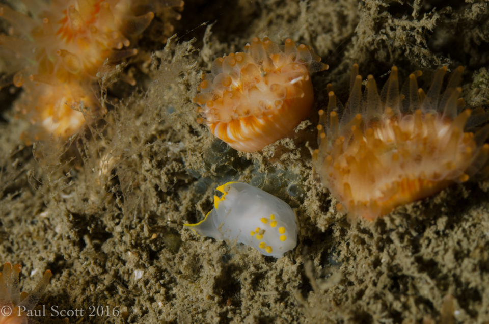 Sea Slug Polycera faeroensis - Yellow edged polycera